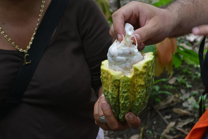 From Cacao to Chocolate: Private Tour in Manta