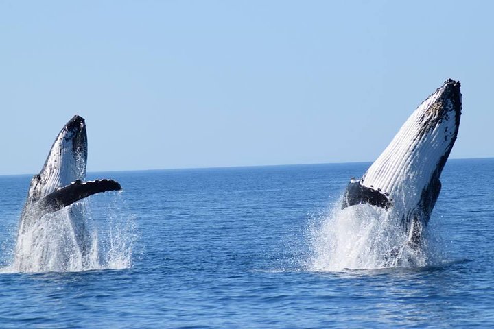 Whale Watching from Augusta in Western Australia