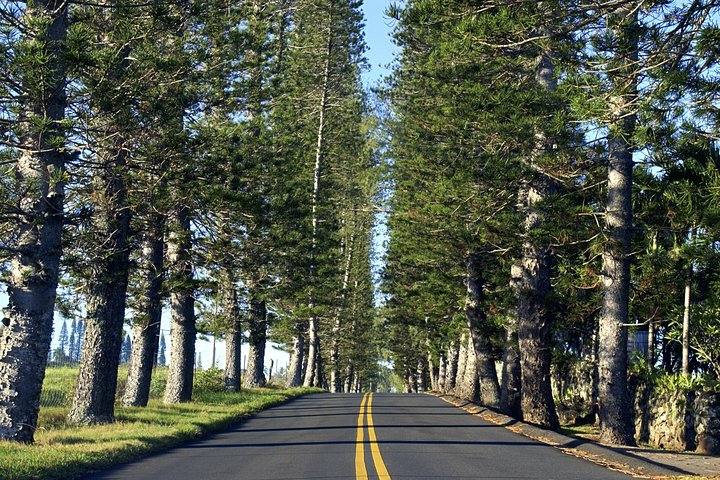 Road to Hana: Full-Day Scenic Drive with Blacksand & Waterfalls