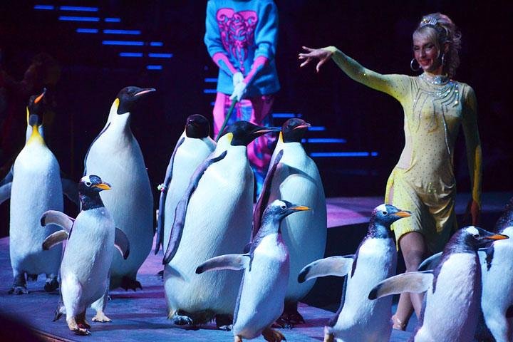 Zhuhai Chimelong Circus Ticket and Transfer