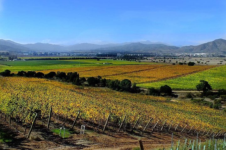 Post Cruise Tour Valparaiso and Winery drop off Airport or Hotel