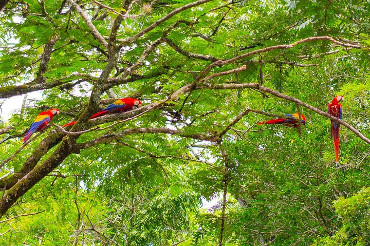 From San Pedro Sula: Mayan Ruins of Copan Day Trip