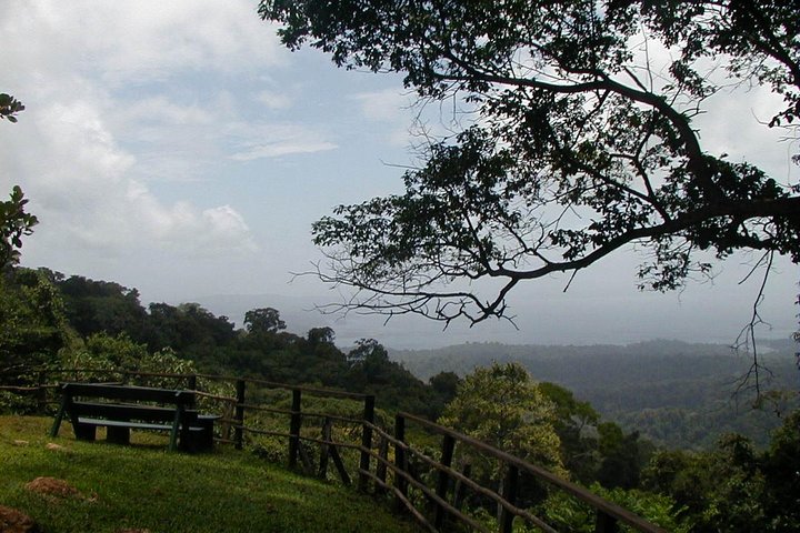 Full-Day Brownsberg Nature Park Tour