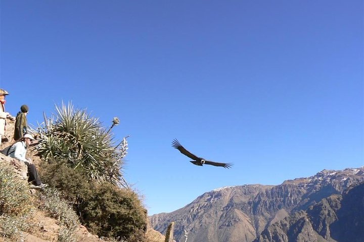 Full Day trip from Arequipa to Colca Canyon ending in Puno