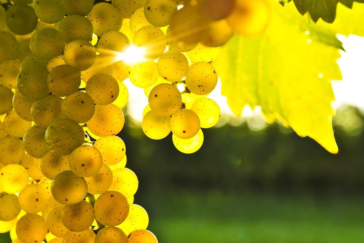 Day of Wine