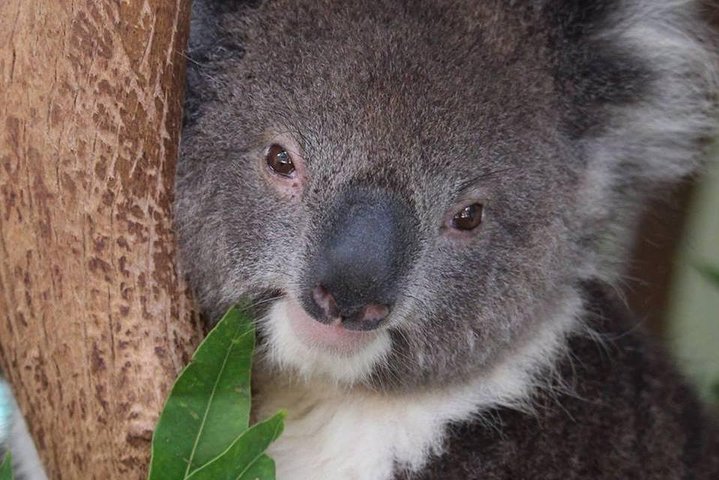 Blue Mountains Small Group All Inclusive with Local Guide