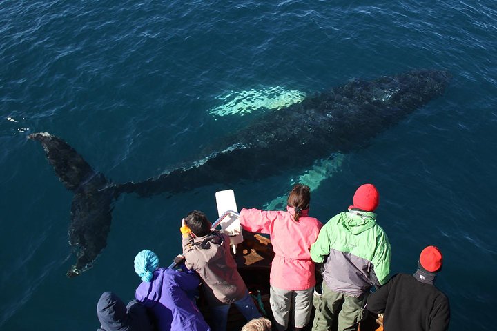Traditional Whale Watching from Húsavík by Local Family Company