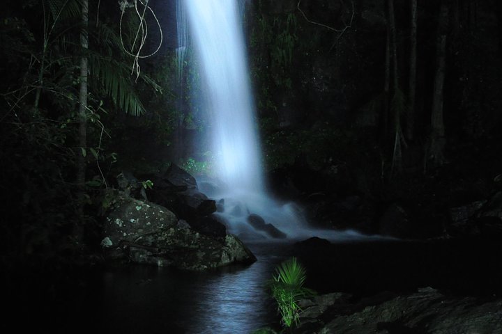 Evening Rainforest & Glow Worm Tour from Gold Coast