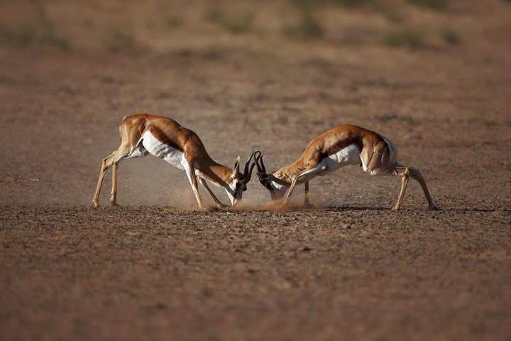 Aquila Big Five Game Reserve Safari with options from Cape Town