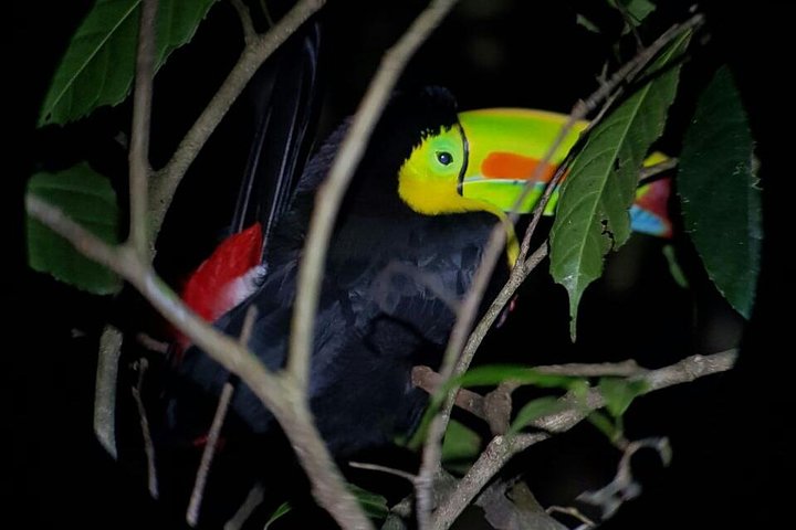 Monteverde Cloud Forest Night Wildlife Experience