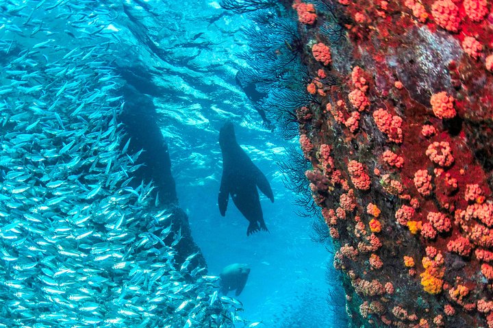 Espiritu Santo Island Snorkel & Sea Lion Adventure
