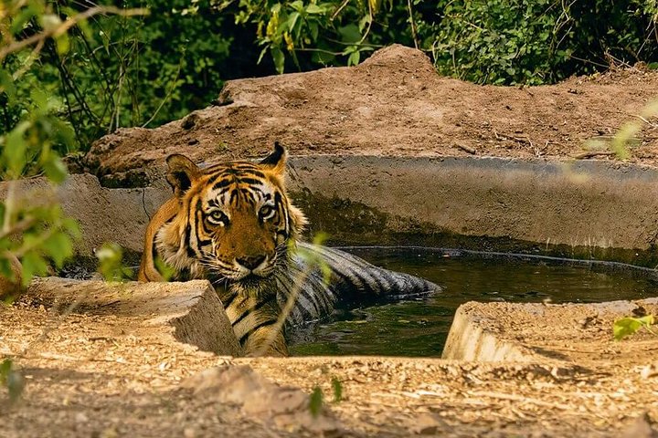 Sariska Tiger Reserve Assistance for Gypsy Private Safari Tickets