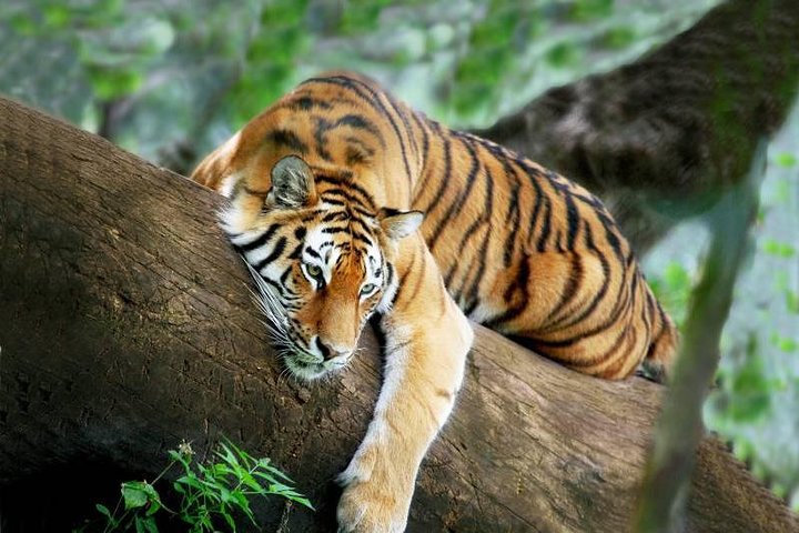 3-Day Chitwan Jungle Safari from Kathmandu – All-Inclusive Tour
