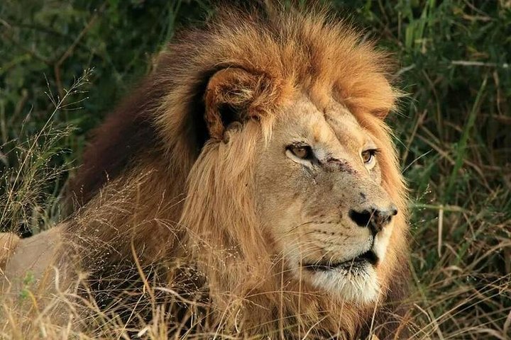 Addo Elephant National Park All Inclusive Full-Day Safari
