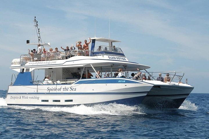 Dolphin and Whales watching cruise from Puerto Rico de Gran Canaria