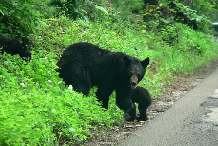 Cades Cove Sightseeing Bus Tour from Pigeon Forge