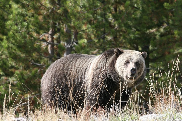 Yellowstone National Park - Full-Day Lower Loop Tour from West Yellowstone