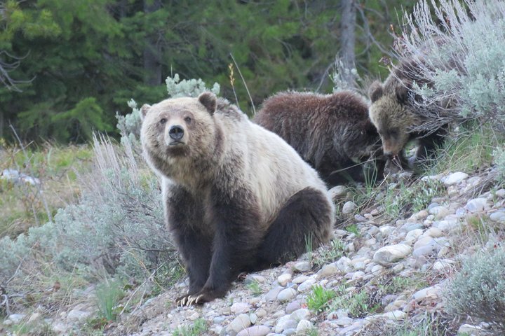 Grand Teton National Park - Full-Day Guided Tour from Jackson Hole