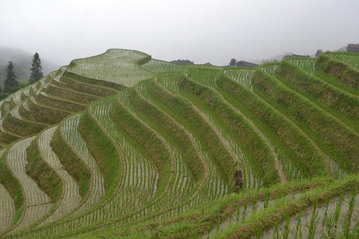 Longji Rice Terraces with Minority Village Private Day Tour