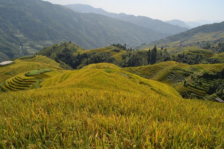 Longji Rice Terraces with Minority Village Private Day Tour