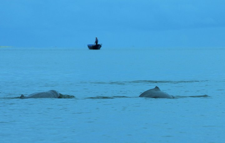 Shared Mangrove & Irrawaddy Dolphin Watching Cruise