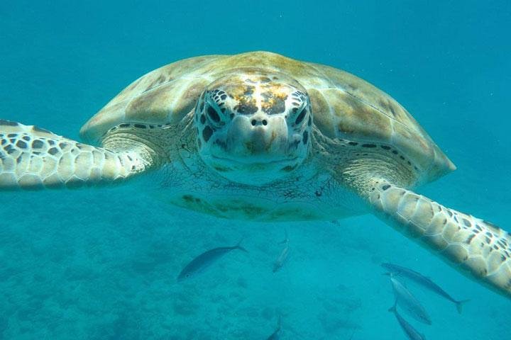 Private Half-Day Barbados Excursion