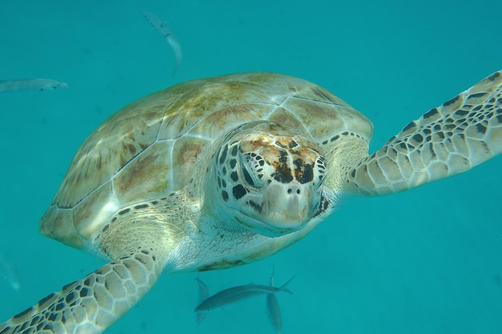 Barbados Island Tour, Monkey Watching & Swimming with Turtles