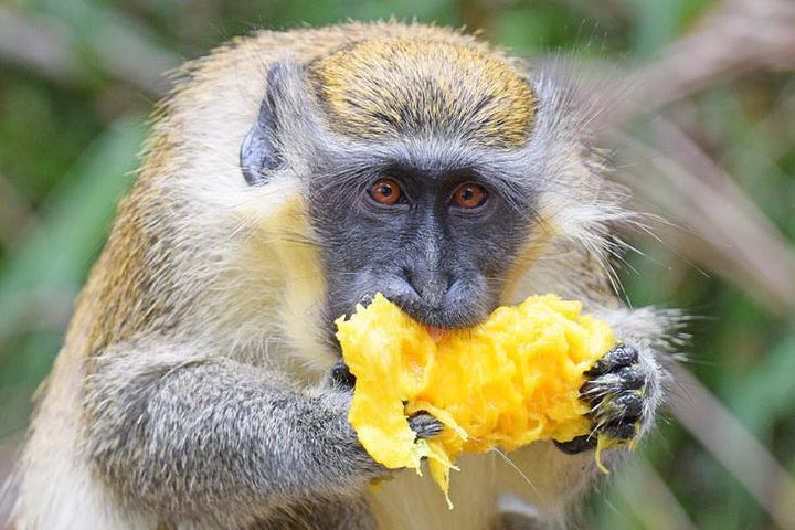 Barbados Small-Group Monkey Feeding Experience