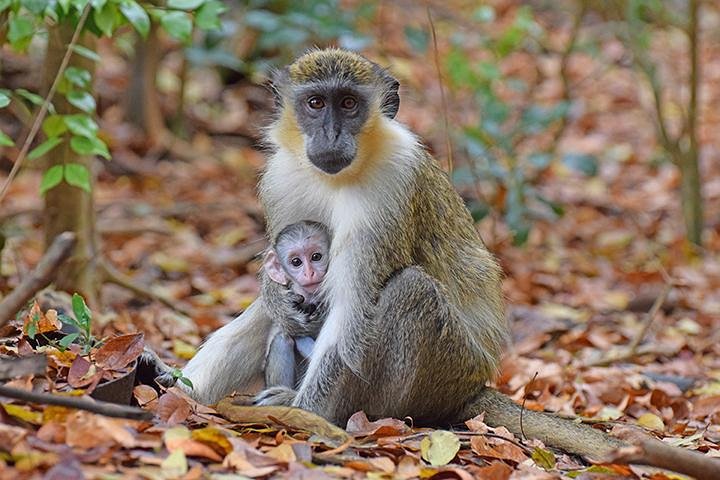 Barbados Small-Group Monkey Feeding Experience