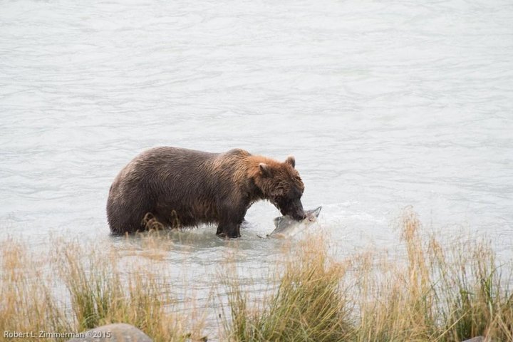 Chilkoot Lake Nature and Wildlife Viewing (2.5 hrs in Haines)