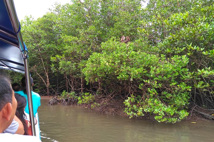 Langkawi UNESCO Kilim Geopark Mangrove & Bat Cave Tour