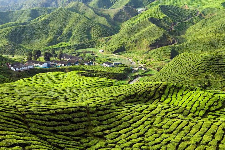 Private Transfer : Taman Negara Kuala Tahan to Cameron Highlands