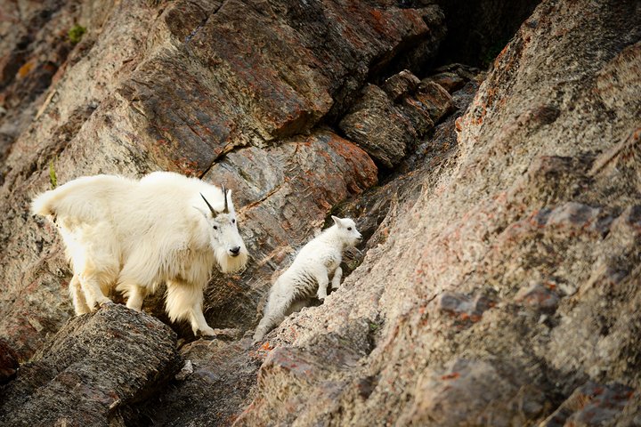 Discover Jasper and its Wildlife