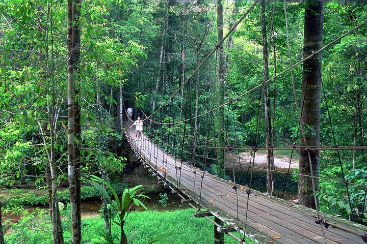 Half-Day Lambir Hills National Park Tour from Miri