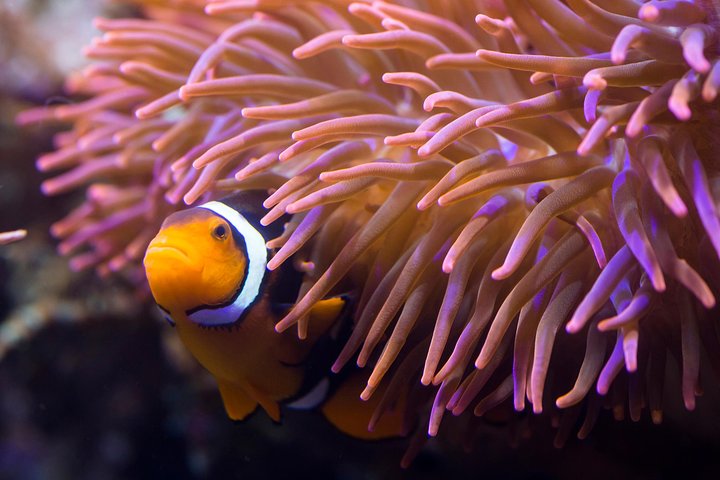 SEA LIFE Hannover Ticket