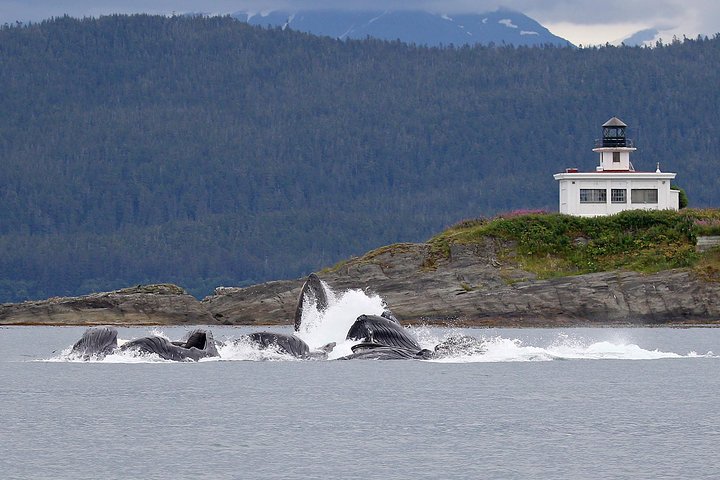 Mendenhall Glacier Park and Ultimate Whale Watch Combo
