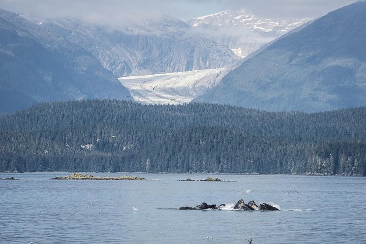 Mendenhall Glacier Park and Ultimate Whale Watch Combo