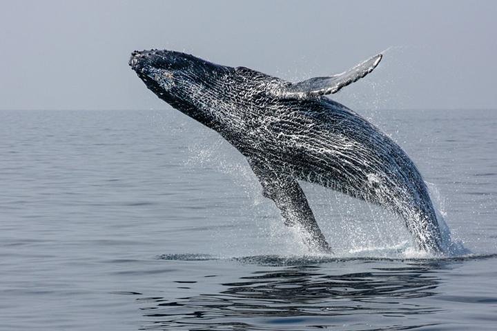 Ultimate Juneau Whale Watch