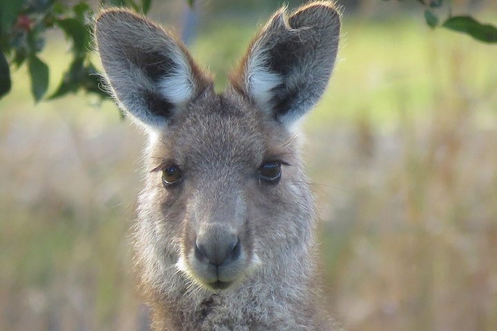 Byron Bay Wildlife Safari