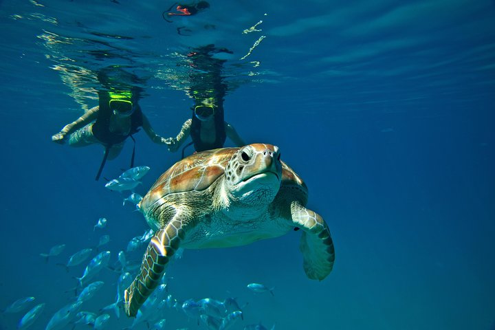 Catamaran and Snorkeling Cruise At Carlisle Bay