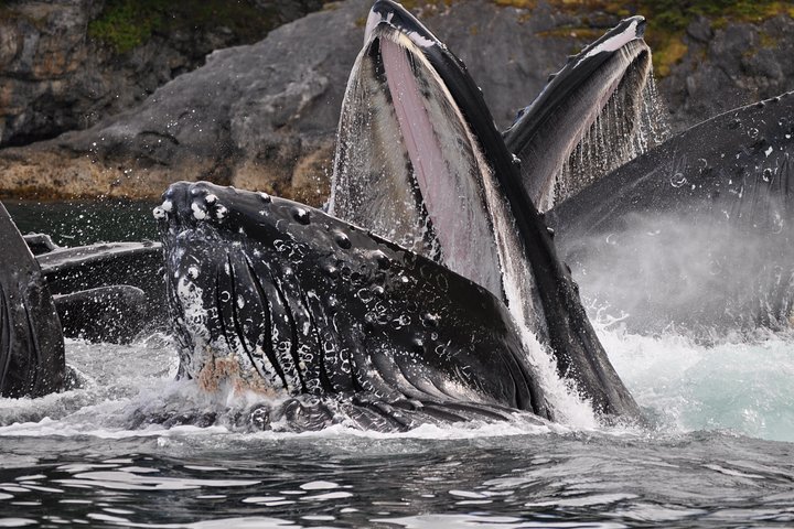Alaska Whale Watching Cruise: 3 Hours on the Water