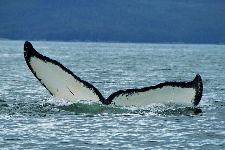Alaska Whale Watching Cruise: 3 Hours on the Water