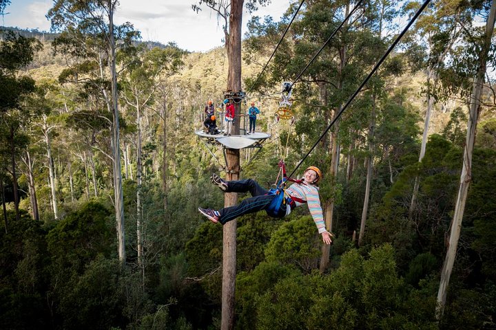 Launceston: Hollybank Treetops Adventure - Zipline Tours