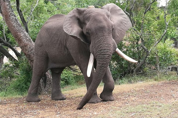 Chobe Safari Overnight Camping Trip