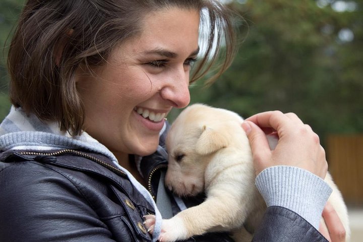 Musher's Camp® & Sled Dog Adventure in Skagway