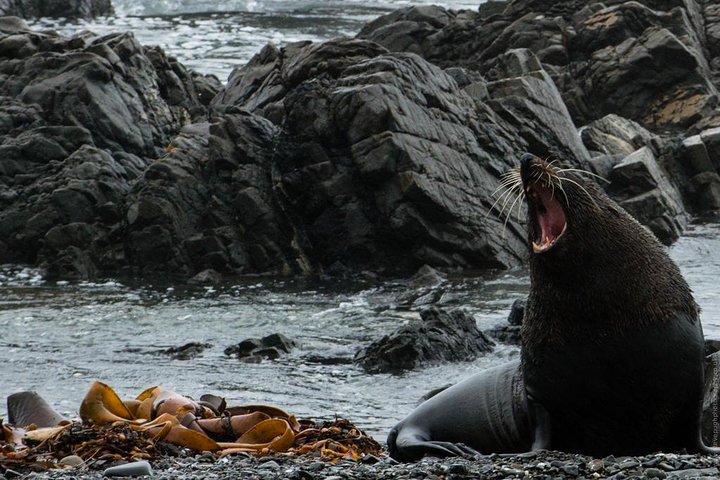 Seal Coast Safari - Exclusive access to Wellington's secret coast