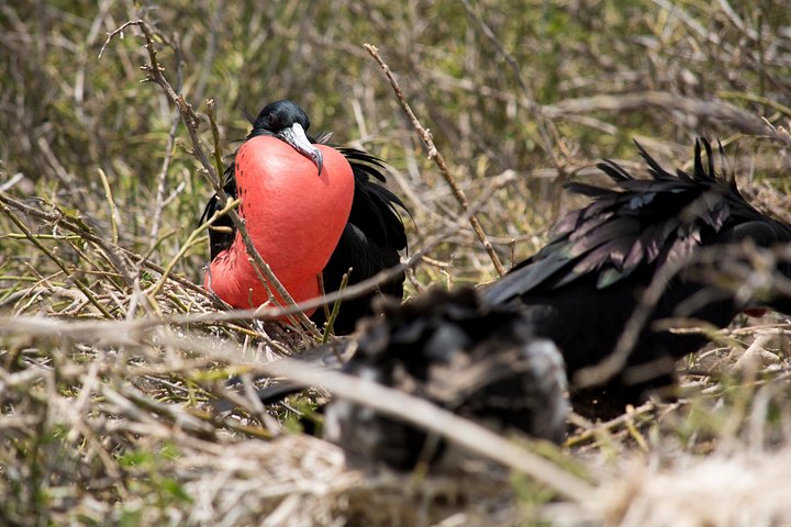 Day Trip to North Seymour Island from Puerto Ayora