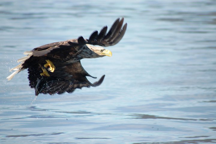 Sea Eagle Safari from Svolvær to Trollfjorden