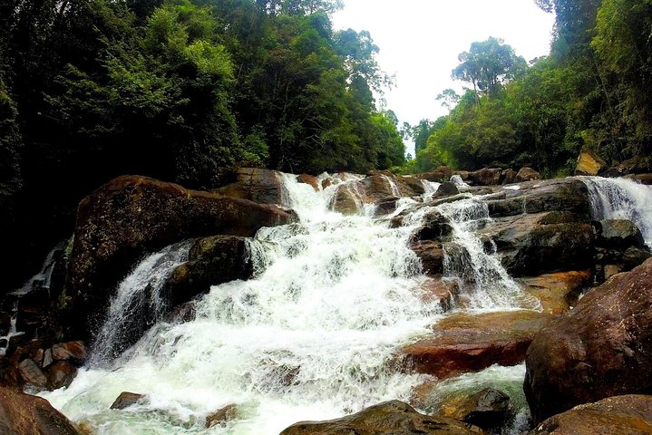 Kanneliya Rain Forest Tour