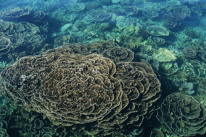Coral Bay 2-Hour Coral Viewing and Snorkeling